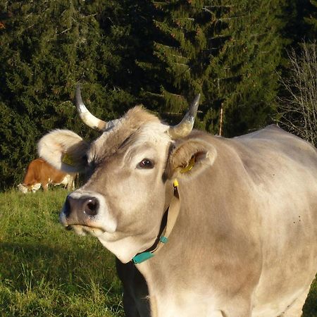 Hoehengasthaus Kolmenhof An Der Donauquelle Furtwangen Luaran gambar