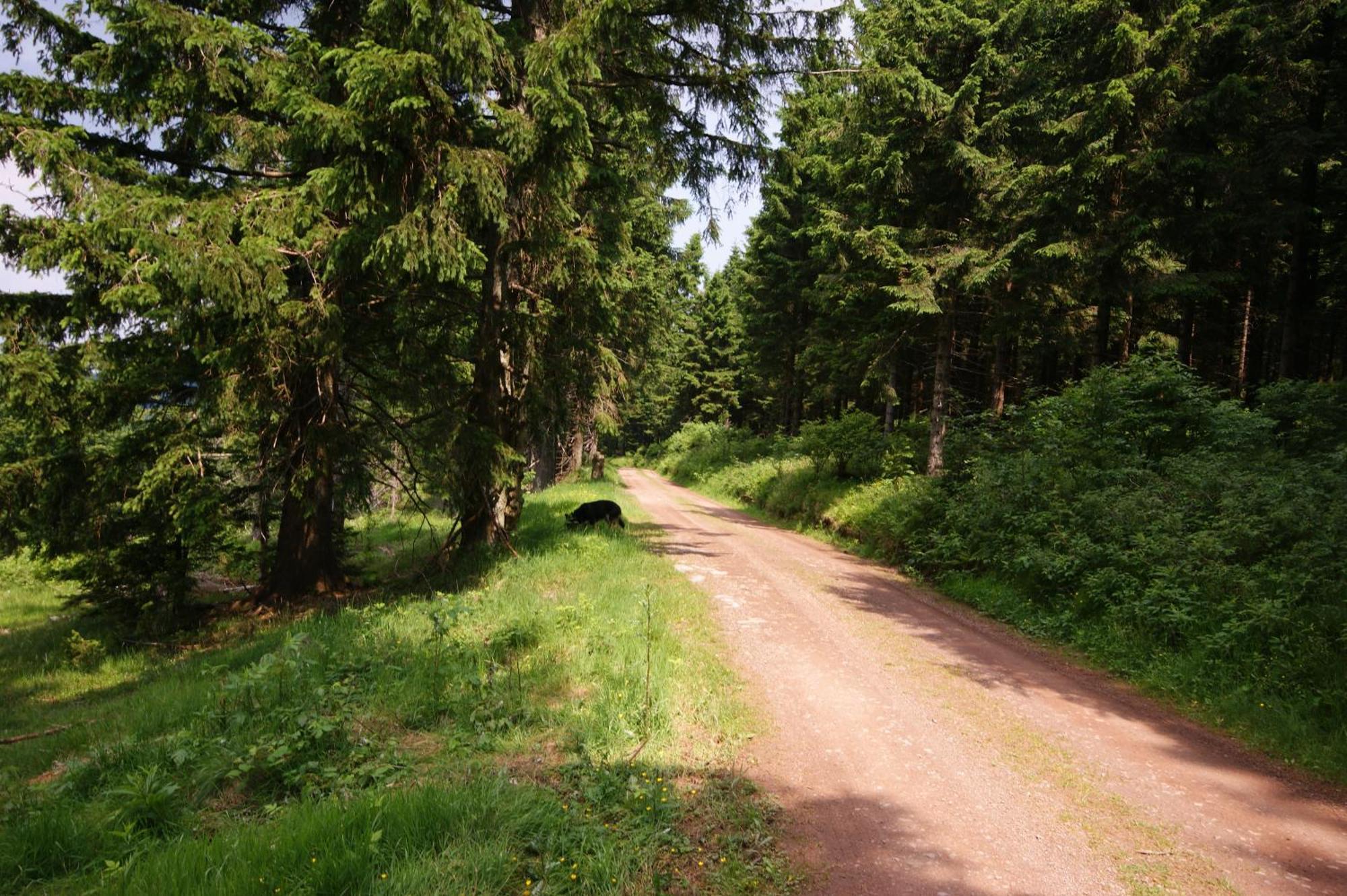 Hoehengasthaus Kolmenhof An Der Donauquelle Furtwangen Luaran gambar