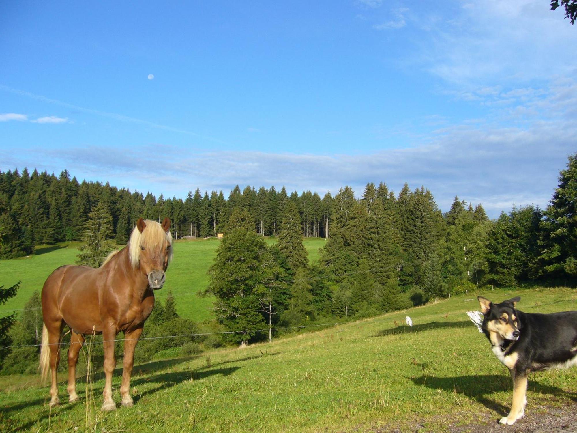 Hoehengasthaus Kolmenhof An Der Donauquelle Furtwangen Luaran gambar