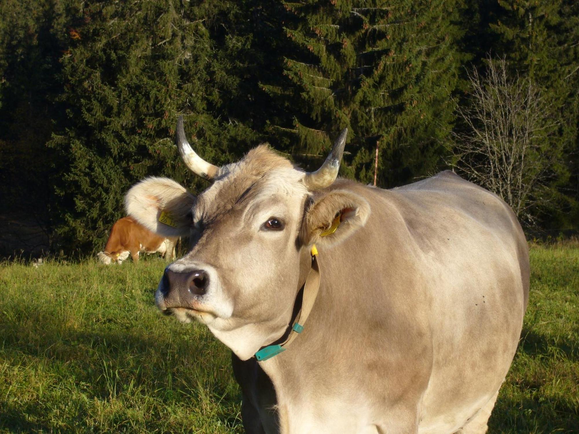 Hoehengasthaus Kolmenhof An Der Donauquelle Furtwangen Luaran gambar