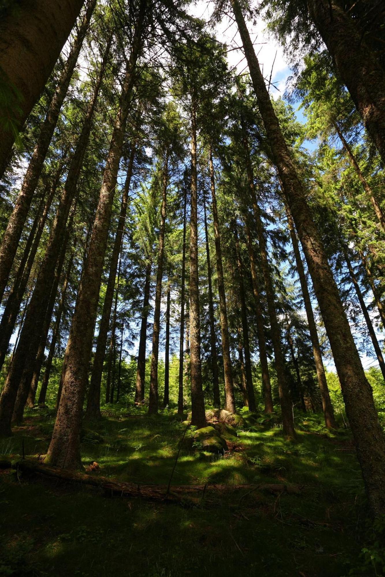 Hoehengasthaus Kolmenhof An Der Donauquelle Furtwangen Luaran gambar