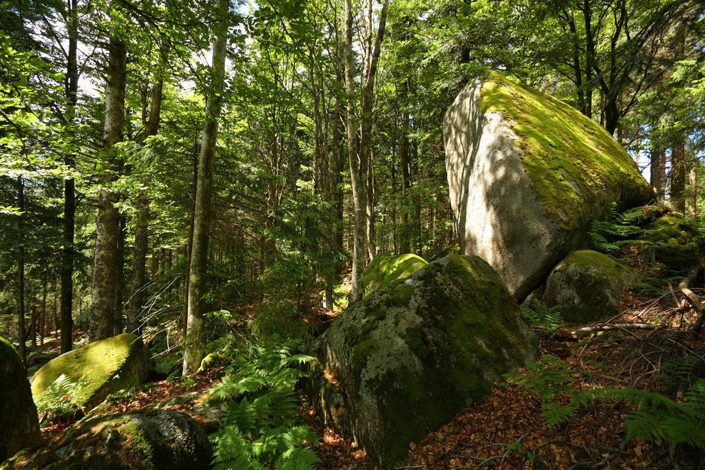 Hoehengasthaus Kolmenhof An Der Donauquelle Furtwangen Luaran gambar