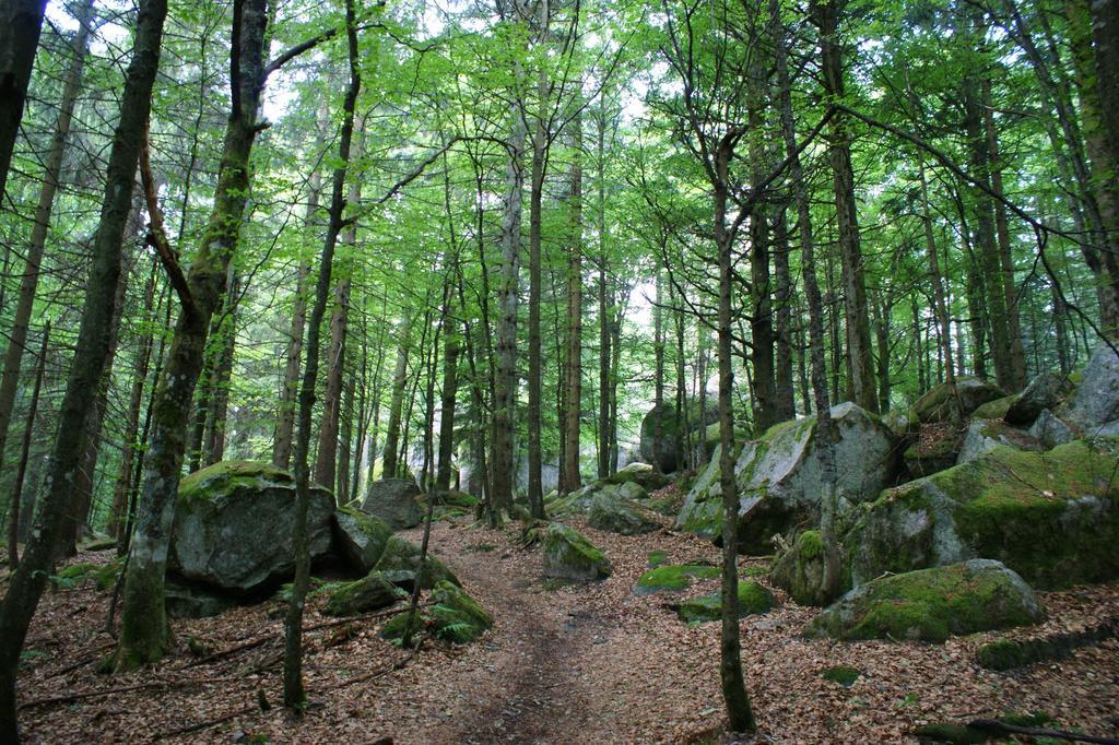 Hoehengasthaus Kolmenhof An Der Donauquelle Furtwangen Luaran gambar