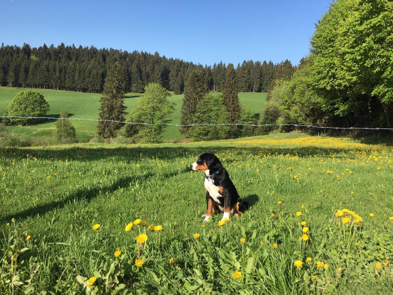 Hoehengasthaus Kolmenhof An Der Donauquelle Furtwangen Luaran gambar
